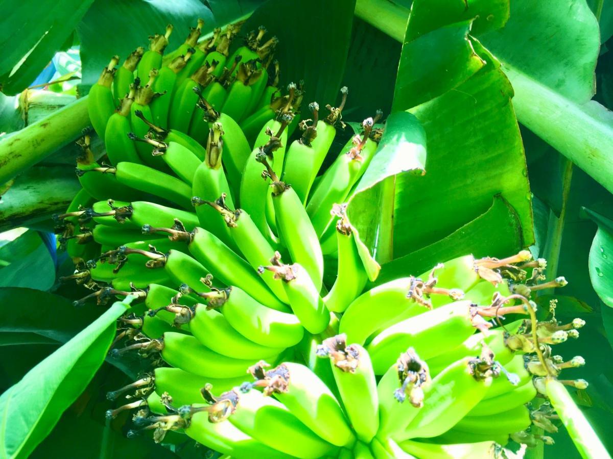 Azores Casa Hawaii Nordeste  Εξωτερικό φωτογραφία
